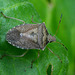 Marmorated stink bug