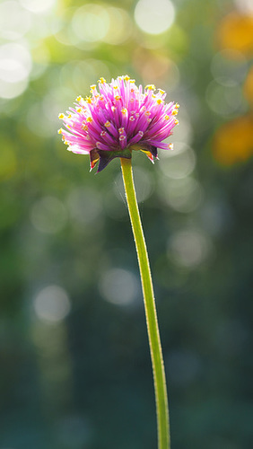 Butchart Gardens 12