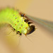 Chinese moon moth (Actias sinensis) caterpillar, fourth instar