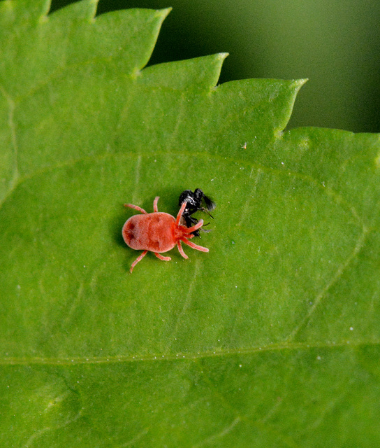 Red velvet mite vs. something