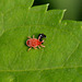 Red velvet mite vs. something