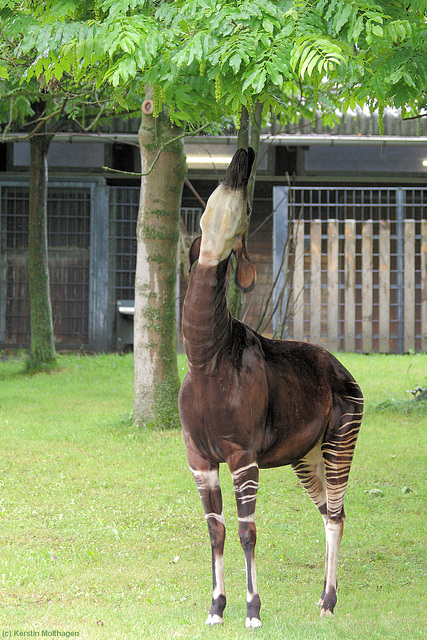 Okapi (Wilhelma)