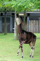 Okapi (Wilhelma)