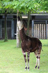 Okapi (Wilhelma)