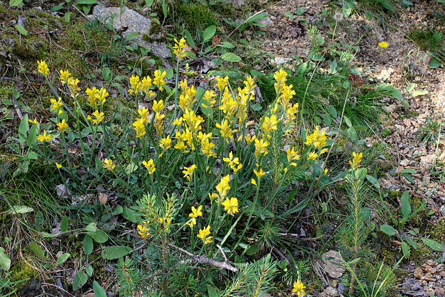 Genista sagittalis