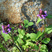 Prunella vulgaris- Brunelle commune - Prunelle