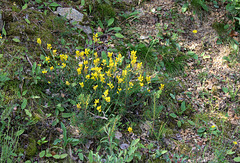 Genista sagittalis (2)