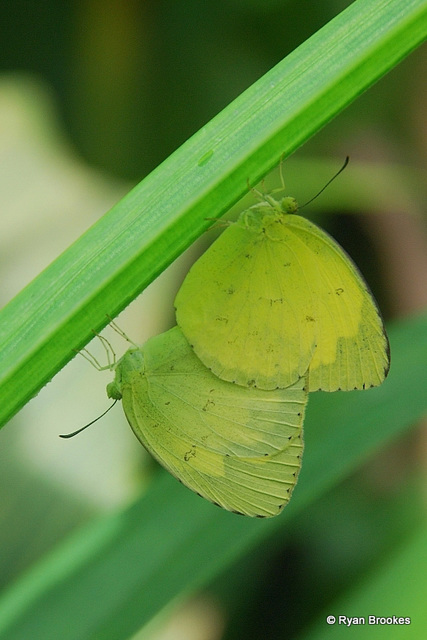 20080817-0140 Common Grass Yellow