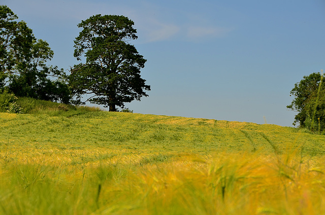 Staffordshire fields