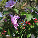 Black Swallowtail Butterfly on an 'Ardens' Rose of Sharron flower