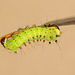 Chinese moon moth (Actias sinensis) caterpillar, fourth instar