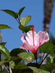Hibiskusblüte (Wilhelma)