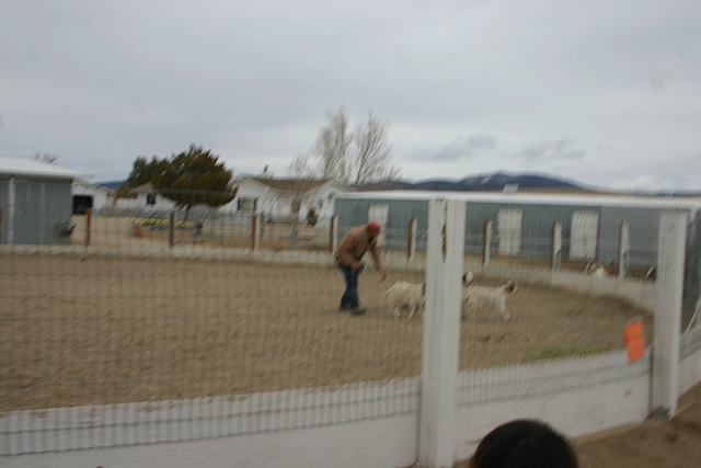 Ian & goats