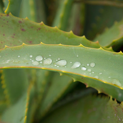 Végétation en larmes