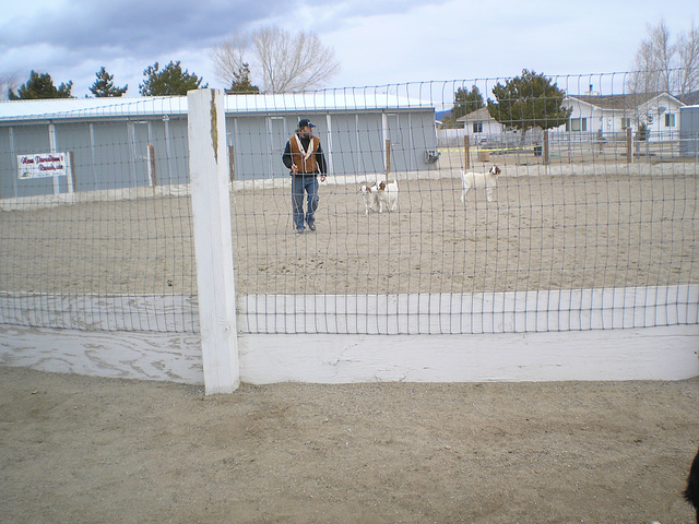 Ian & goats