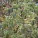 20090215-0360 Getonia floribunda Roxb.