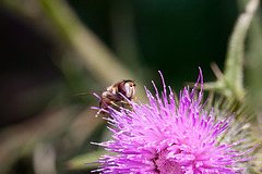 20130715 2453RMw [D~LIP] Späte Großstirnschwebfliege (Scaeva pyrastri) [Blasenköpfige-], [Halbmond-], [Johannisbeer-Schwebfliege], Kratzdistel, Bad Salzuflen