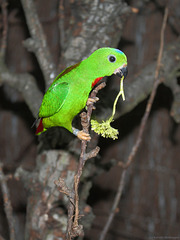 Herr Blaukrönchen (Wilhelma)