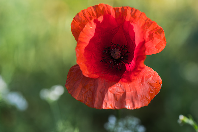 Klatschmohn - 20130720