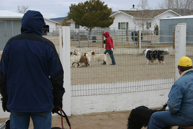 Blue merle collie in ring