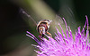20130715 2456RMw [D~LIP] Späte Großstirnschwebfliege (Scaeva pyrastri) [Blasenköpfige-], [Halbmond-], [Johannisbeer-Schwebfliege], Kratzdistel, Bad Salzuflen