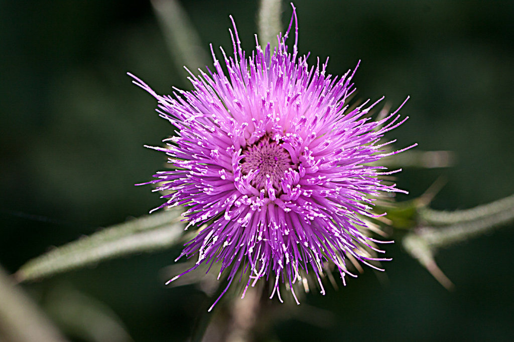 20130715 2458RMw [D~LIP] Kratzdistel, Bad Salzuflen