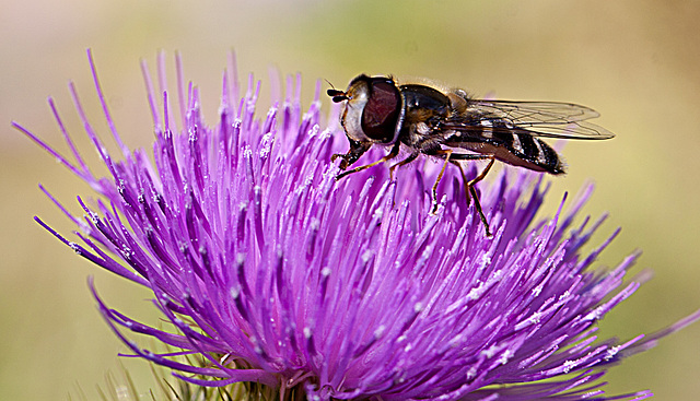 20130715 2466RMw [D~LIP] Späte Großstirnschwebfliege (Scaeva pyrastri) [Blasenköpfige-, Halbmond-, Johannisbeer-Schwebfliege], Distel, Bad Salzuflen