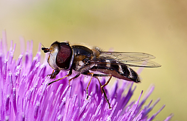 20130715 2468RMw [D~LIP] Späte Großstirnschwebfliege (Scaeva pyrastri) [Blasenköpfige-, Halbmond-, Johannisbeer-Schwebfliege], Distel, Bad Salzuflen