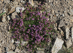 Thymus serpillum- Serpolet