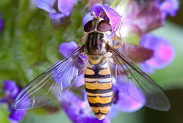 20130715 2473RMw [D~LIP] Hainschwebfliege (Episyphus balteatus), [Wander-, Winterschwebfliege],  Bad Salzuflen