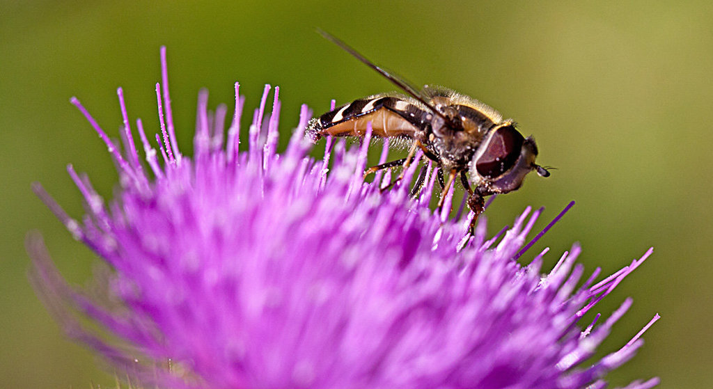 20130715 2483RMw [D~LIP] Späte Großstirnschwebfliege (Scaeva pyrastri), [Blasenköpfige Schwebfliege], [Halbmondschwebfliege], Kratzdistel, Bad Salzuflen