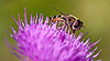 20130715 2483RMw [D~LIP] Späte Großstirnschwebfliege (Scaeva pyrastri), [Blasenköpfige Schwebfliege], [Halbmondschwebfliege], Kratzdistel, Bad Salzuflen