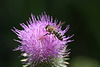 20130715 2484RMw [D~LIP] Honigbiene, Kratzdistel, Bad Salzuflen