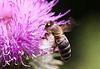 20130715 2485RMw [D~LIP] Honigbiene, Kratzdistel, Bad Salzuflen