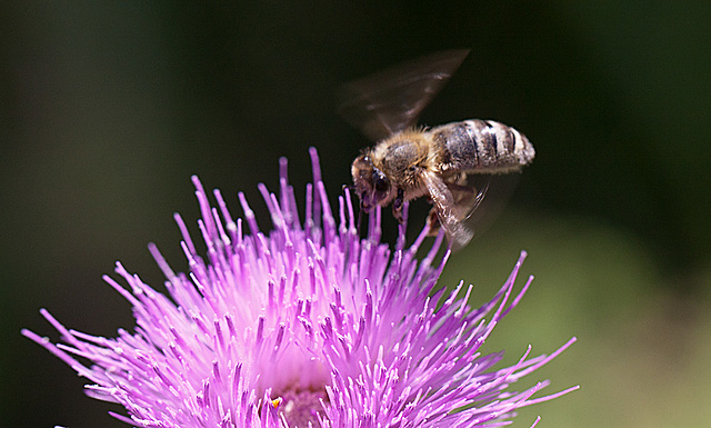 20130715 2487RMw [D~LIP] Honigbiene, Kratzdistel, Bad Salzuflen