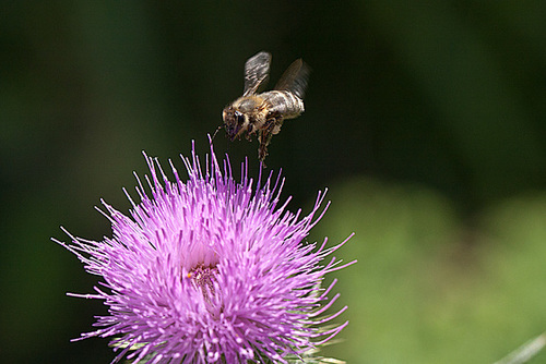 20130715 2491RMw [D~LIP] Honigbiene, Kratzdistel, Bad Salzuflen