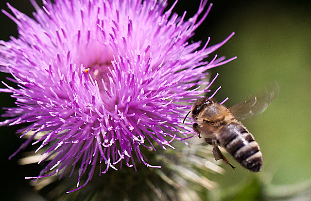 20130715 2495RMw [D~LIP] Honigbiene, Kratzdistel, Bad Salzuflen