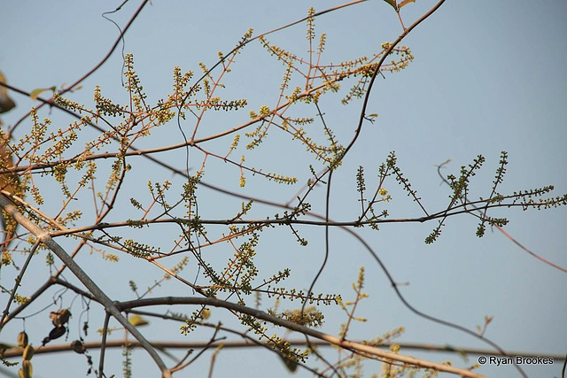 20090215-0364 Combretum albidum G.Don