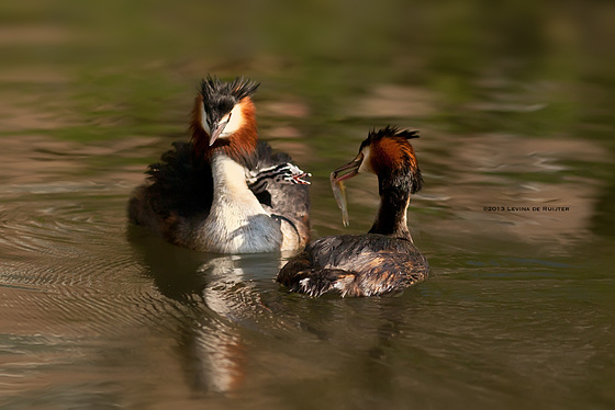 Great Crested Grebe / Fuut (Podiceps cristatus) #2