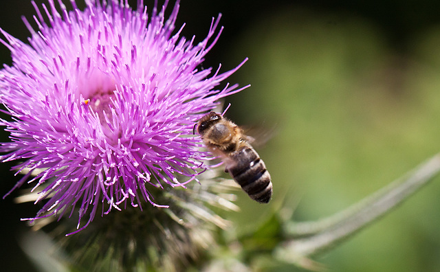 20130715 2497RMw [D~LIP] Honigbiene, Kratzdistel, Bad Salzuflen