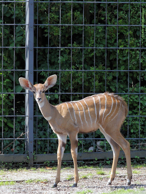 Junger Kleiner Kudu (Wilhelma)