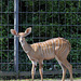 Junger Kleiner Kudu (Wilhelma)