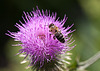 20130715 2505RMw [D~LIP] Honigbiene, Kratzdistel, Bad Salzuflen