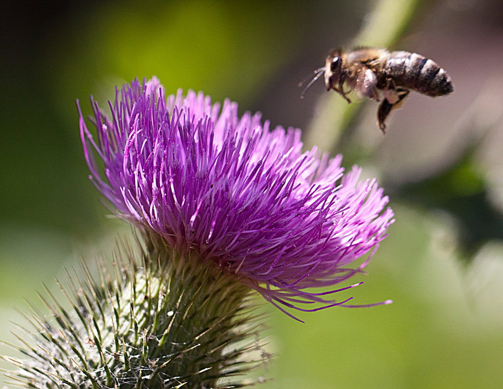 20130715 2509RMw [D~LIP] Honigbiene, Kratzdistel, Bad Salzuflen