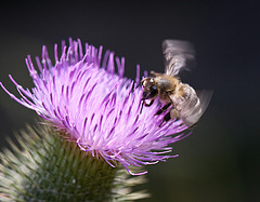 20130715 2523RMw [D~LIP] Honigbiene, Kratzdistel, Bad Salzuflen