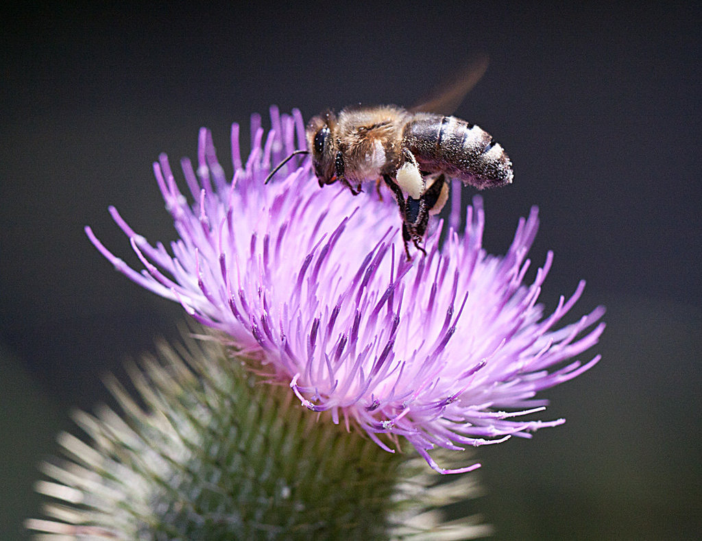 20130715 2526RMw [D~LIP] Honigbiene, Kratzdistel, Bad Salzuflen