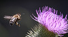 20130715 2528RMw [D~LIP] Honigbiene, Kratzdistel, Bad Salzuflen