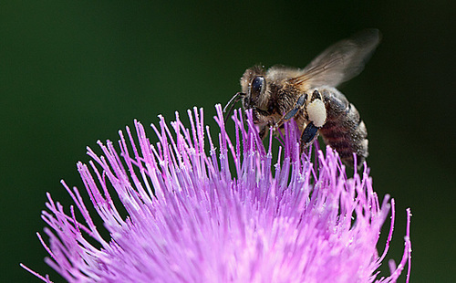 20130715 2533RMw [D~LIP] Honigbiene, Kratzdistel, Bad Salzuflen