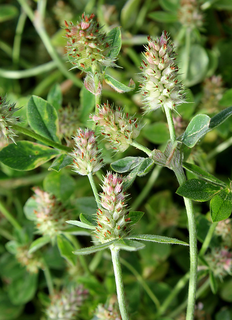 Trifolium striatum