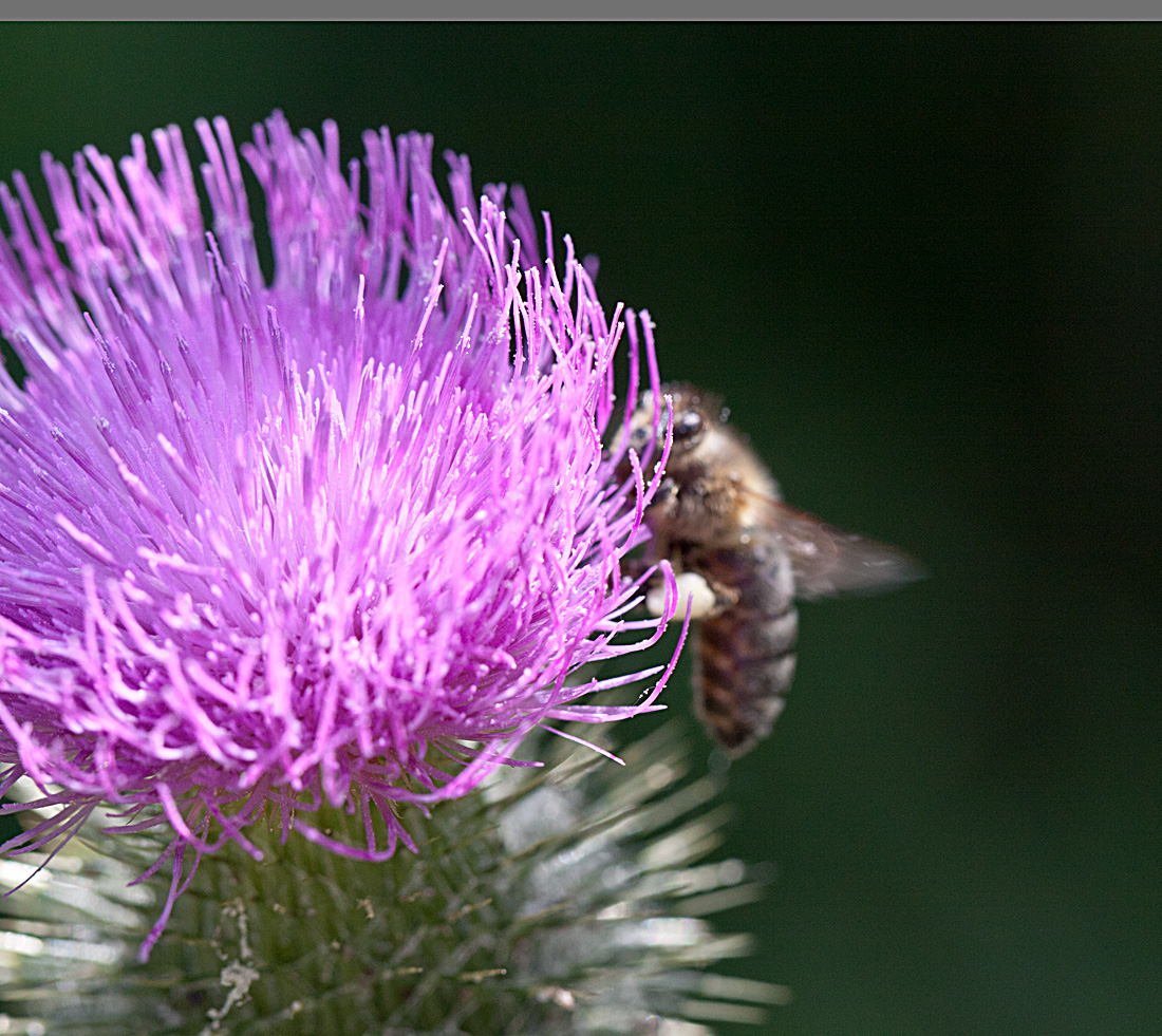 20130715 2537RMw [D~LIP] Honigbiene, Kratzdistel, Bad Salzuflen